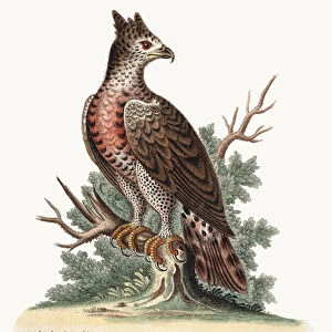 The Crowned Eagle, 1749-73 (coloured engraving)