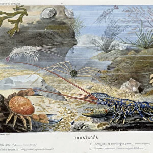 Crustaces - in "Le Monde de la Mer"by Alfred Fredol. ed