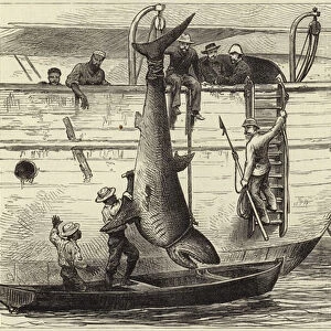 Cutting up a shark at Port Louis (engraving)