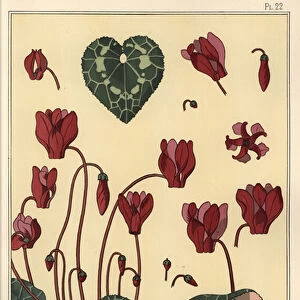 Cyclamen plant, with details of the flower, leaves, petals, 1897 (lithograph)
