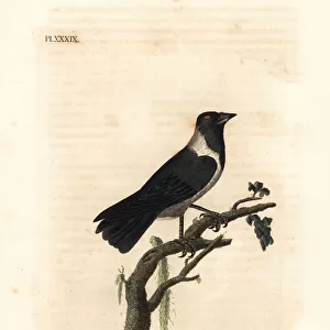 Daurian jackdaw, Corvus dauuricus (White-breasted crow, Corvus dauricus)