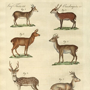 Cervidae Collection: Siberian Roe Deer