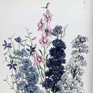 Delphiniums, plate 3 from The Ladies Flower Garden, published 1842