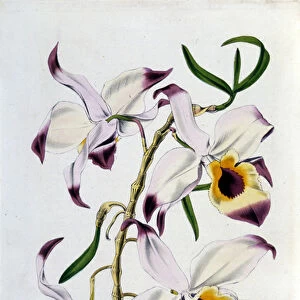 Dendrobium falconeri: family of orchids