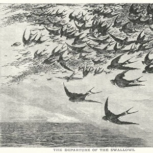 The Departure of the Swallows (engraving)