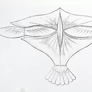 Diagram depicting a bird-shaped flying machine