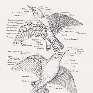 Diagram of a starling, defining the terminology of a bird (litho)