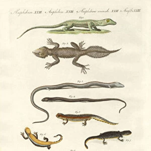 Different kinds of lizards (coloured engraving)