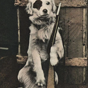 Dog holding a gun (colour photo)