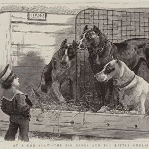 At a Dog Show, the Big Danes and the Little Englishman (engraving)