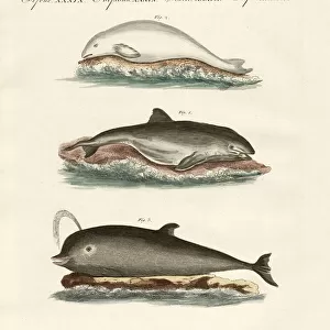 Dolphins (coloured engraving)
