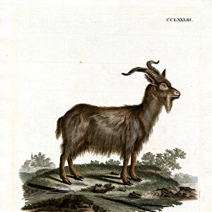 Domestic Goat (coloured engraving)