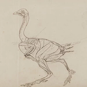 Dorking Hen Body, Lateral View, from A Comparative Anatomical Exposition of