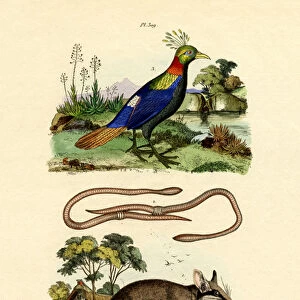 Dormouse, 1833-39 (coloured engraving)