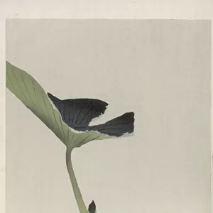 Dragonfly and Lotus (colour woodblock print)