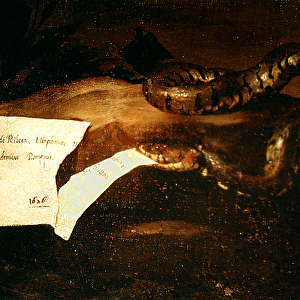 Detail of Drunken Silenus, 1626 (oil on canvas) (detail of 434192)