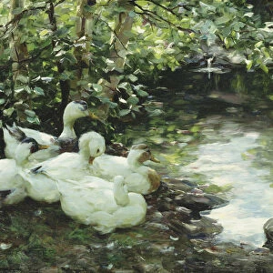 Five ducks on the river, Stony shore; Funf Enten am Bach, Steiniges Ufer