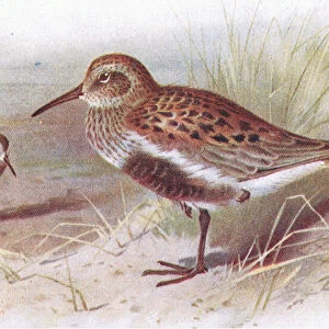 Dunlin (summer and winter), from Birds of the British Isles