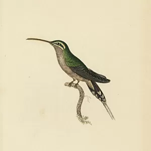 Hummingbirds Photo Mug Collection: Dusky Throated Hermit