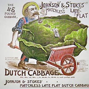 Dutch Cabbage Advert, 1888 (coloured engraving)