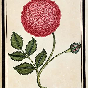 Dutch Rose, c. 1700 (watercolour drawing, framed in black)