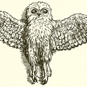 The Eagle and the Owl (engraving)