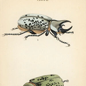 Beetle Metal Print Collection: Eastern Hercules Beetle