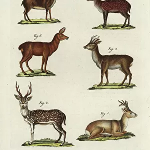 Cervidae Collection: Hog Deer