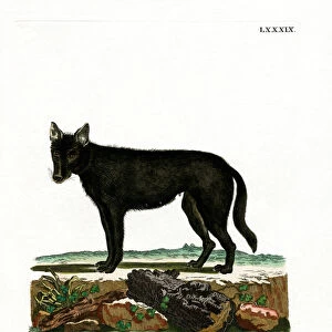 Eastern Timber Wolf (coloured engraving)