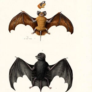 Molossidae Collection: Egyptian Free-tailed Bat