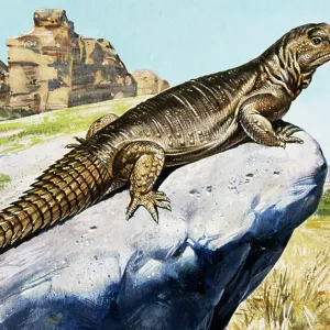 Lizards Collection: Egyptian Uromastyx