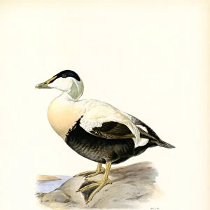 Ducks Collection: Pacific Black Duck