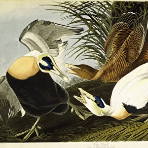 Eider Duck, Male and Female, 1835 (hand-coloured etching with aquatint engraving)