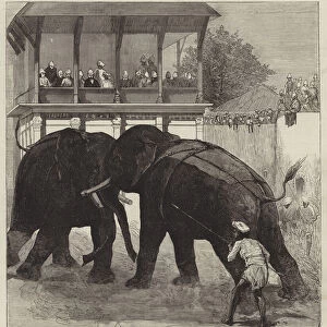 Elephant-Fighting at Baroda before the Prince of Wales (engraving)