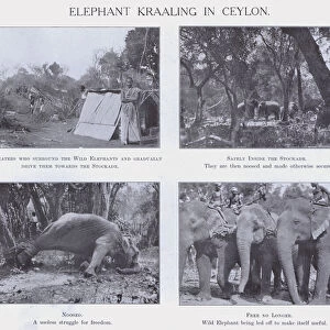 Elephant Kraaling in Ceylon (b / w photo)