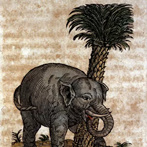 An elephant rubbing against a palm tree trunk Engraving from a work by Athanasius Kircher