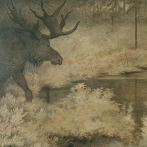 The elk comes to quench his thirst, 1902