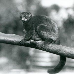 An endangered Coquerels giant mouse lemur / Coquerel