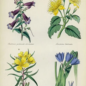 English Flower Garden: Pentstemon gentianoides atro-caeruleum, Microsperma bartonioides, Oenothera prostrata, Gelasine azurea (colour litho)
