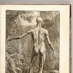 Engraving depicting the Muscle Groups of the Back, 1747 (engraving)