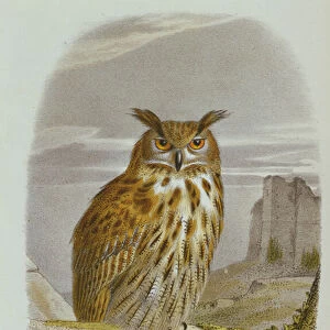 Eurasian Eagle Owl (Bubo Bubo) (colour litho)