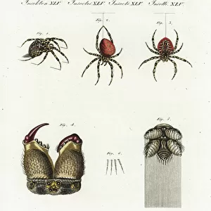 Spiders Poster Print Collection: Cross Spider