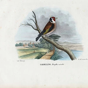 European Goldfinch, 1863-79 (colour litho)