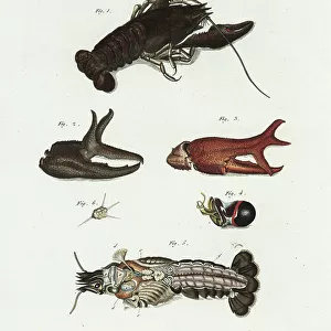 Crustaceans Fine Art Print Collection: Noble Crayfish
