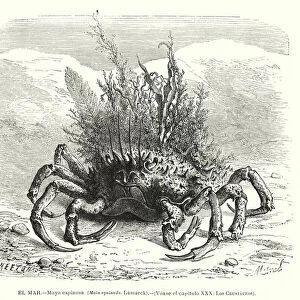 European spider crab (Maja squinado) (litho)