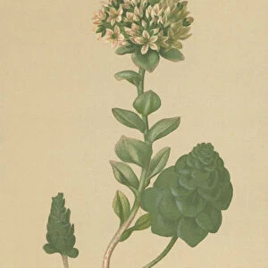 Evergreen Orpine (Sedum Anacampseros, Hylotelephium anacampseros) (colour litho)
