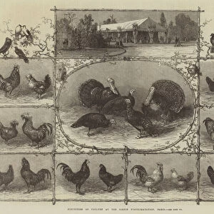 Exhibition of Poultry at the Jardin d Acclimatation, Paris (engraving)