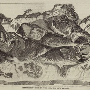 Extraordinary Group of Fossil Fish, the Beryx Superbus (engraving)