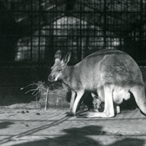 A female / doe / flyer / jill red kangaroo with her young or joey in her pouch
