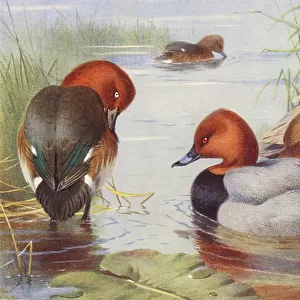 Ducks Canvas Print Collection: Common Pochard